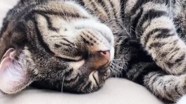 Beautiful female tabby cat sleeping on sofa at home, lovely cute adorable pet. High quality 4k footage