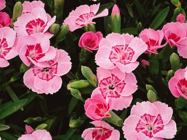 Hertfordshire, İngiltere 'deki bahçe merkezinde güzel çiçekler, ekme ve bahçe işleri konsepti