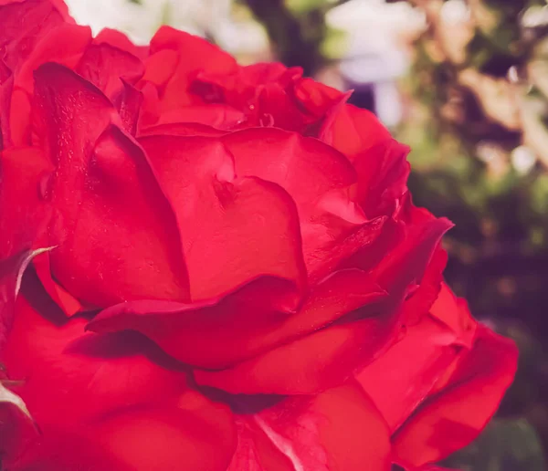 Beautiful shrub rose in summer garden, blooming flowers in Hertfordshire, England in summer, planting and gardening concept