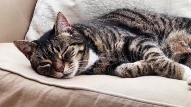 Beautiful female tabby cat resting on sofa at home, lovely cute adorable pet. High quality 4k footage
