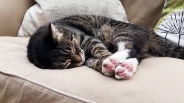 Beautiful female tabby cat sleeping on sofa at home, lovely cute adorable pet. High quality 4k footage