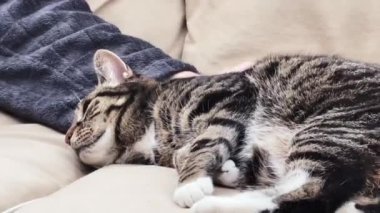 Beautiful female tabby cat resting on sofa at home, lovely cute adorable pet. High quality 4k footage