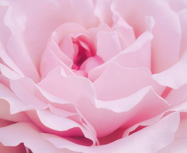 Yaz bahçesinde güzel bir çalı gülü, Hertfordshire 'da çiçek açan çiçekler, yazın İngiltere, ekme ve bahçe konsepti