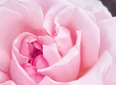 Yaz bahçesinde güzel bir çalı gülü, Hertfordshire 'da çiçek açan çiçekler, yazın İngiltere, ekme ve bahçe konsepti