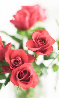 Tender bouquet of roses, floral gift and beautiful flowers closeup