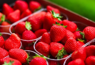 Strawberries packaged in box, sweet ripe perfect strawberry harvest, organic garden and agriculture concept