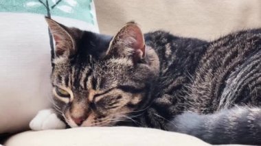 Beautiful female tabby cat resting on sofa at home, lovely cute adorable pet. High quality 4k footage