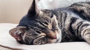 Beautiful female tabby cat sleeping on sofa at home, lovely cute adorable pet. High quality 4k footage