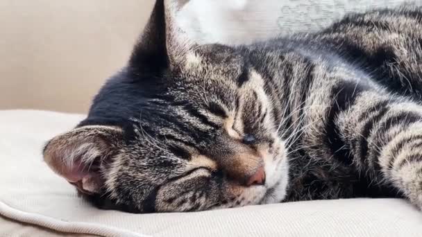 Beautiful Female Tabby Cat Sleeping Sofa Home Lovely Cute Adorable — Stok Video