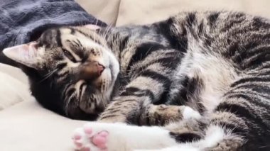 Beautiful female tabby cat resting on sofa at home, lovely cute adorable pet. High quality 4k footage