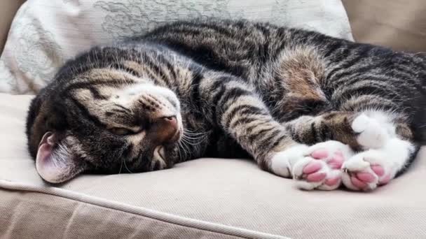 Beautiful Female Tabby Cat Sleeping Sofa Home Lovely Cute Adorable — Stockvideo