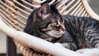 Beautiful female tabby cat resting at home, lovely cute adorable pet. High quality 4k footage