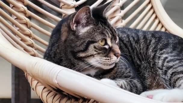 Beautiful Female Tabby Cat Resting Home Lovely Cute Adorable Pet — Stok video
