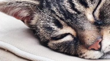 Beautiful female tabby cat sleeping on sofa at home, lovely cute adorable pet. High quality 4k footage