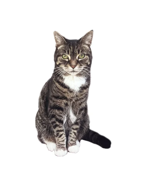 Beautiful Female Tabby Cat Lovely Adorable Pet Studio Portrait — Stock fotografie