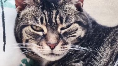 Beautiful female tabby cat resting on sofa at home, lovely cute adorable pet. High quality 4k footage