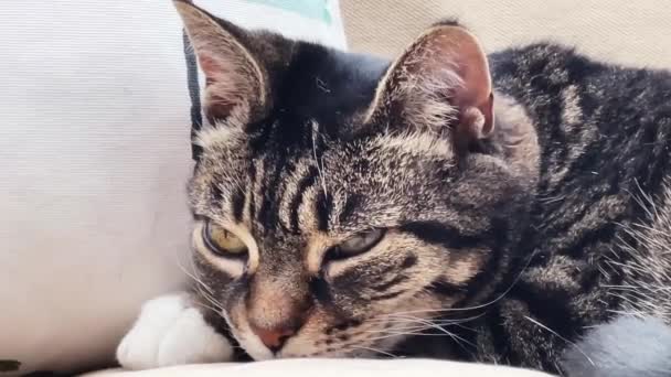 Beautiful Female Tabby Cat Resting Sofa Home Lovely Cute Adorable — Vídeo de stock