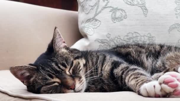 Beautiful Female Tabby Cat Sleeping Sofa Home Lovely Cute Adorable — Stock video