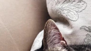 Beautiful female tabby cat sleeping on sofa at home, lovely cute adorable pet. High quality 4k footage