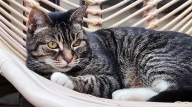 Beautiful female tabby cat resting at home, lovely cute adorable pet. High quality 4k footage