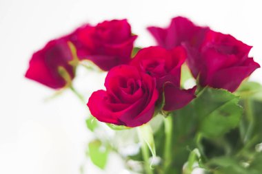 Tender bouquet of roses, floral gift and beautiful flowers closeup