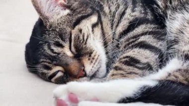 Beautiful female tabby cat sleeping on sofa at home, lovely cute adorable pet. High quality 4k footage