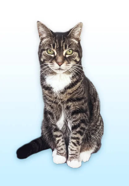 Beautiful Female Tabby Cat Lovely Adorable Pet Studio Portrait — Foto de Stock