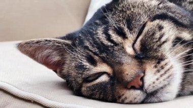 Beautiful female tabby cat sleeping on sofa at home, lovely cute adorable pet. High quality 4k footage