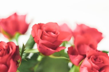 Tender bouquet of roses, floral gift and beautiful flowers closeup