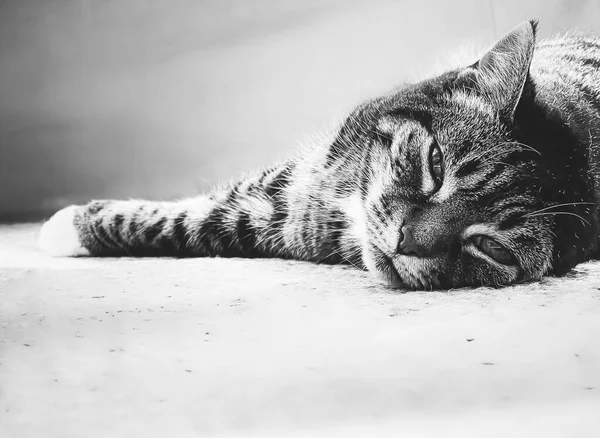 Beautiful Female Tabby Cat Home Adorable Domestic Pet Black White — Stock Photo, Image