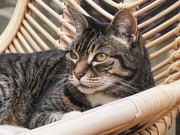 Evdeki Güzel Dişi Tekir Kedi Sevimli Evcil Hayvan Portresi Yakın — Stok fotoğraf