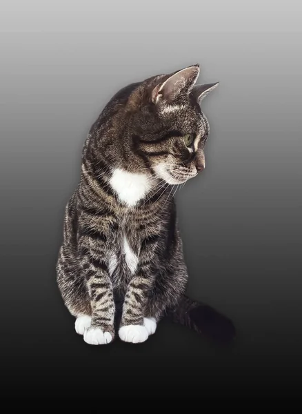 Beautiful Female Tabby Cat Lovely Adorable Pet Studio Portrait — стоковое фото