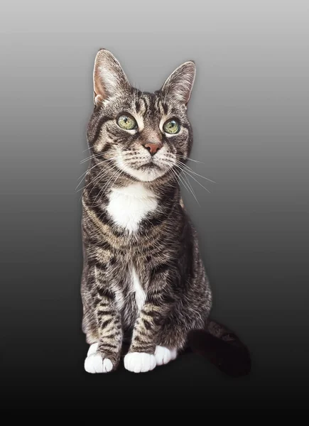 Beautiful Female Tabby Cat Lovely Adorable Pet Studio Portrait — Foto de Stock