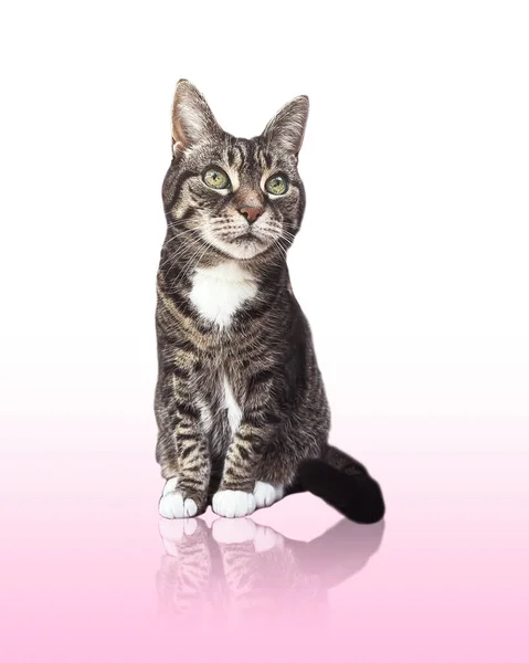 Beautiful Female Tabby Cat Lovely Adorable Pet Studio Portrait — Foto de Stock