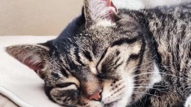 Beautiful female tabby cat resting on sofa at home, lovely cute adorable pet. High quality 4k footage