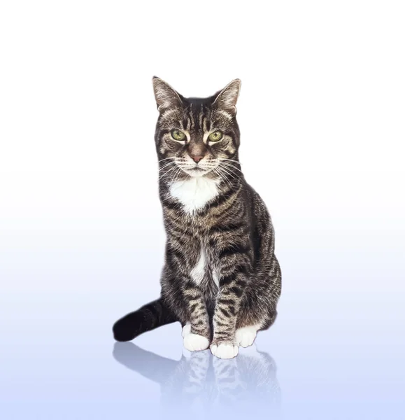 Beautiful Female Tabby Cat Lovely Adorable Pet Studio Portrait — Stock Photo, Image