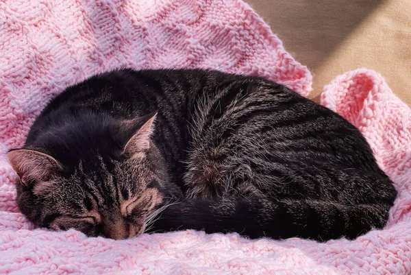 Vacker Kvinna Tabby Katt Hemma Bedårande Husdjur Porträtt Närbild — Stockfoto