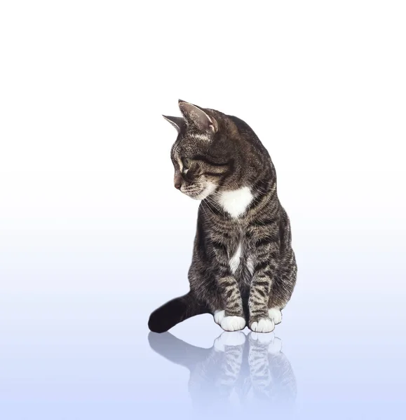 Beautiful Female Tabby Cat Lovely Adorable Pet Studio Portrait — Stockfoto