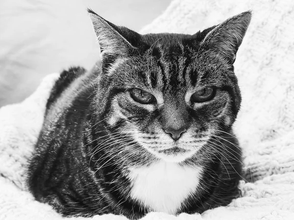 Домашняя Кошка Обожаемый Домашний Питомец Черно Белый Портрет Крупный План — стоковое фото