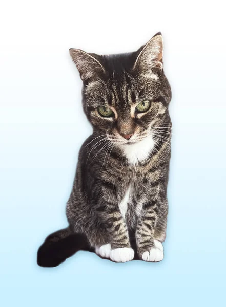 Beautiful Female Tabby Cat Lovely Adorable Pet Studio Portrait — Stock Fotó