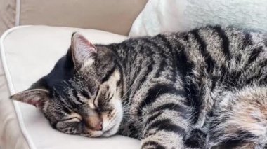 Beautiful female tabby cat sleeping on sofa at home, lovely cute adorable pet. High quality 4k footage