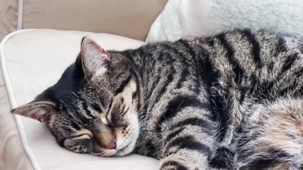 Όμορφη Θηλυκή Tabby Γάτα Κοιμάται Στον Καναπέ Στο Σπίτι Υπέροχο — Αρχείο Βίντεο
