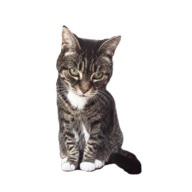 Beautiful female tabby cat, lovely adorable pet, studio portrait