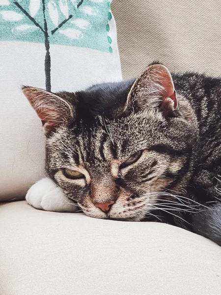 Evdeki Güzel Dişi Tekir Kedi Sevimli Evcil Hayvan Portresi Yakın — Stok fotoğraf