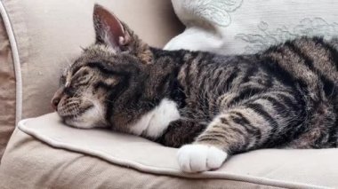 Beautiful female tabby cat resting on sofa at home, lovely cute adorable pet. High quality 4k footage