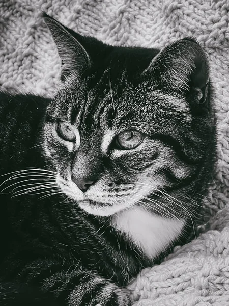 Beautiful Female Tabby Cat Home Adorable Domestic Pet Black White — Stock Photo, Image