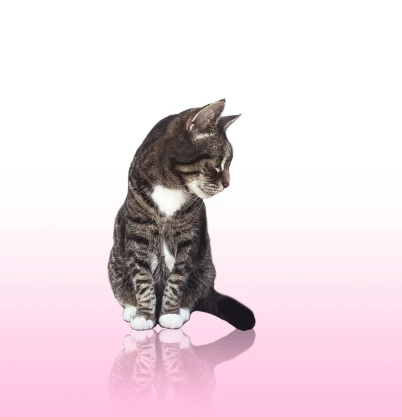 Beautiful Female Tabby Cat Lovely Adorable Pet Studio Portrait — Stock Fotó