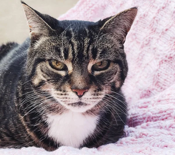 Evdeki Pembe Örgü Battaniyeli Güzel Kadın Tekir Kedi Sevimli Evcil — Stok fotoğraf