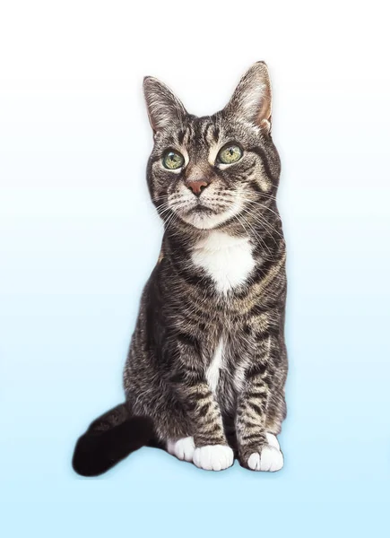 Beautiful Female Tabby Cat Lovely Adorable Pet Studio Portrait — Foto de Stock