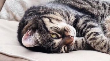 Beautiful female tabby cat resting on sofa at home, lovely cute adorable pet. High quality 4k footage